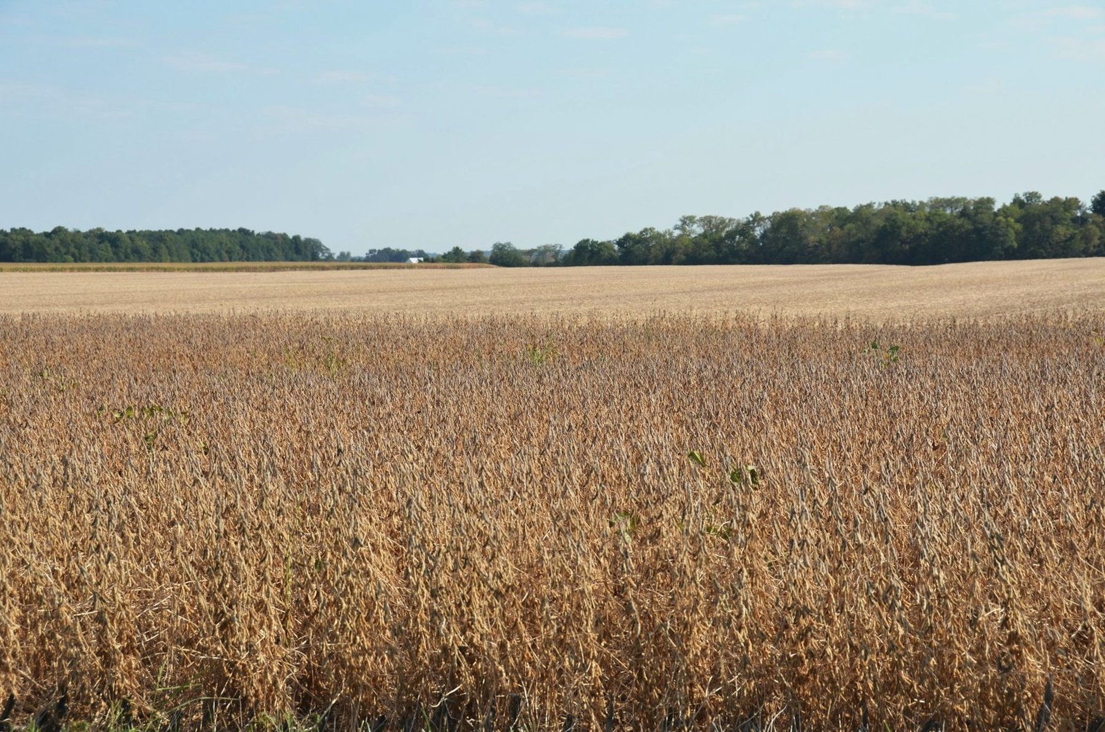 A wide field of dry soybeans under a clear sky with a tree line behind