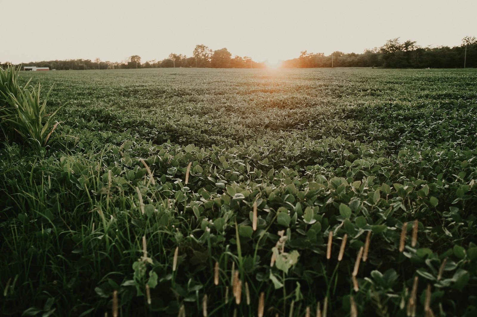 Green soybean rows at sunset