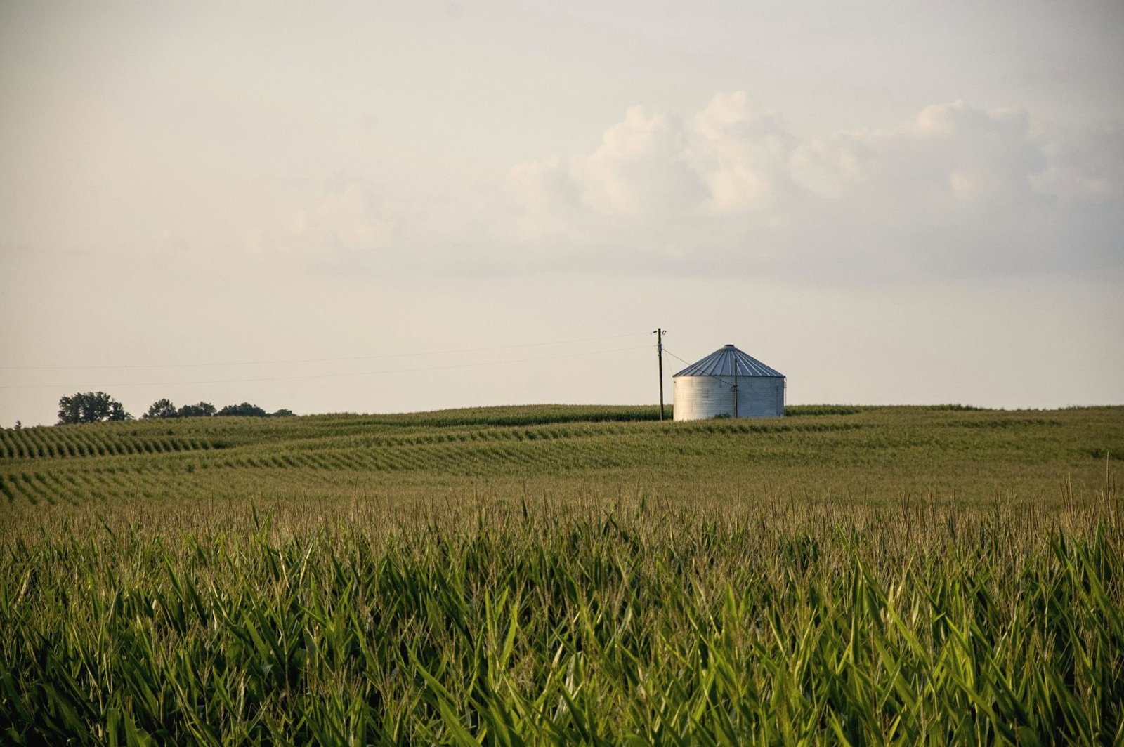 A corn field with a small grain bin on the horizon